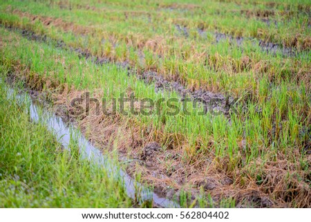 Paddy field texture