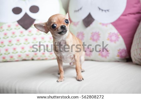 Funny chihuahua puppy on the sofa