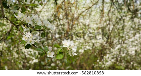 Floral background with Branch of Apple Flowers closeup in blooming Garden with selective focus. Springtime. Wide Horizontal Image