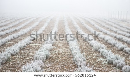 Frozen rimy lavender flower plantation field in white winter fog as background image in frontal view perspective