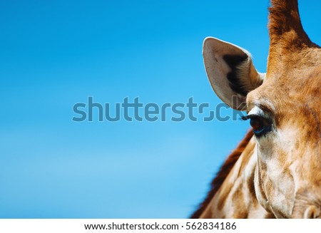 Portrait of a giraffe in detail against the blue clear sky