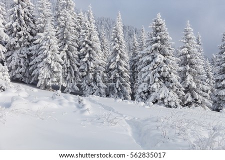 Magical winter snow covered tree. Winter road. Carpathian. Ukraine. Europe
