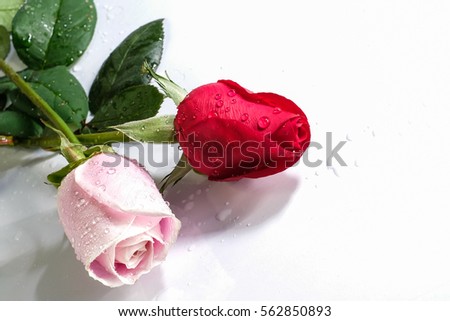 Happy Valentine day with romantic rose and couple ring on white background / Selective focus image, And space for text
