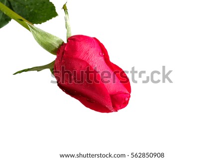 Happy Valentine day with romantic rose and couple ring on white background / Selective focus image, And space for text
