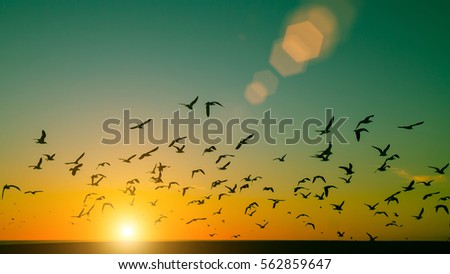 Silhouettes flock of seagulls over the Ocean during sunset. 