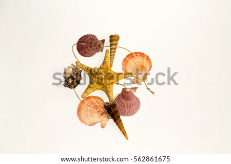 Collection of sea shells for aquarium, isolated on white background