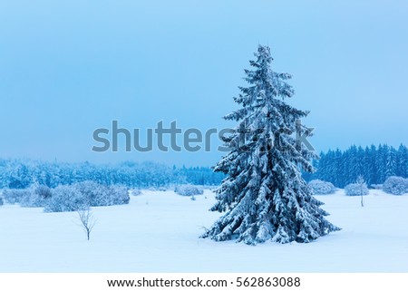 picture of a single tree in the snow High Vens, Belgium