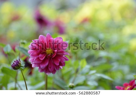 Beautiful garish Flower in spring, Beautiful Flower in natural background, soft focus; Blur; Close-up.