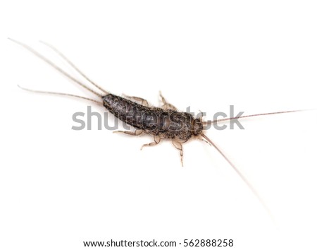 Four-lined Silverfish (Ctenolepisma lineata) on a white background