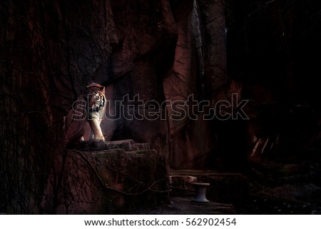 The tiger in dark tone