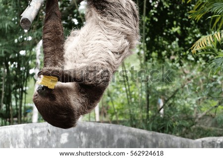 Sloth eating corn