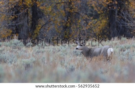 Mule Deer buck in the fall sagebrush in Grand Teton Park.