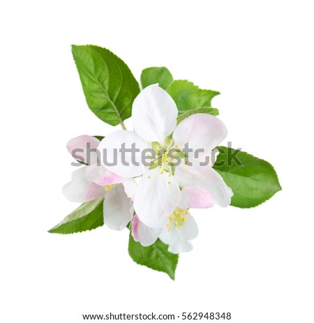 Blossoming apple tree branch isolated on white background
 Royalty-Free Stock Photo #562948348