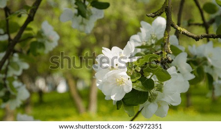 Floral background with Branch of Apple Flowers closeup in blooming garden. Spring time. Wide Horizontal Image