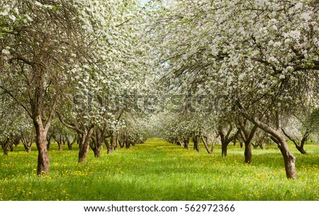 Amazing Landscape with blossoming Apple Garden in Spring sunny day. Alley with old Apple Trees planted in rows. Springtime. Horizontal Wallpaper With Copy Space
