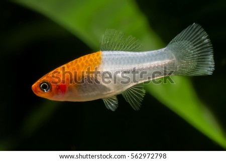 White and orange swordtail fish in the aquarium.