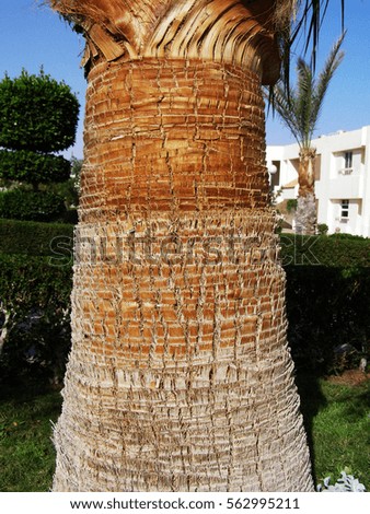 the surface texture of the trunk of a young palm tree