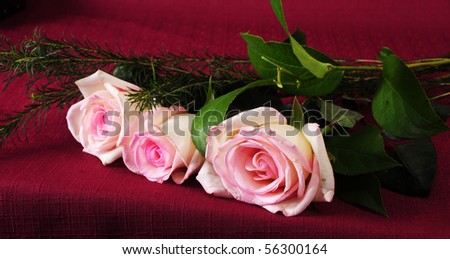 Beautiful flowers: roses