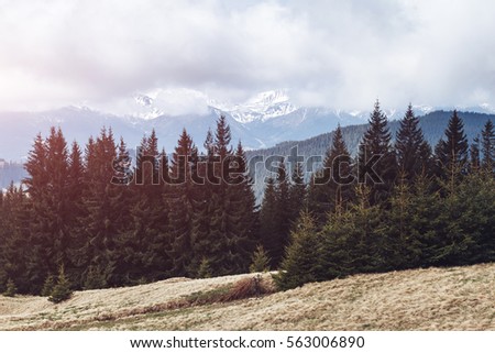 Great view of the alpine valley that glowing by sunlight. Dramatic and gorgeous morning scene. Location place Carpathian, Ukraine, Europe. Vintage toning effect. Instagram filter. Beauty world