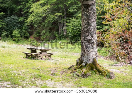 Bench in the forest, Linza, Huesca (Spain)