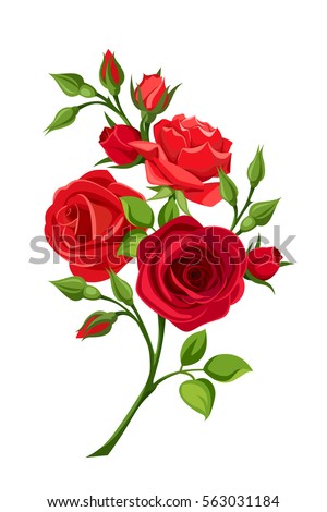 Vector branch of red roses isolated on a white background.