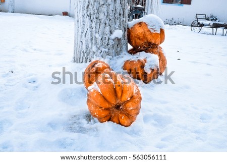 Pumpkins in the snow