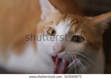 cat lying on the floor while showing her tongue