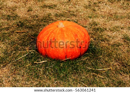 Pumpkin at Jimtomson farm.
