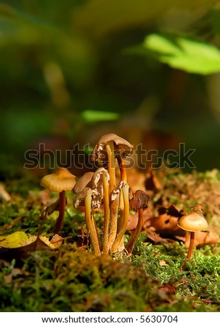 Mushrooms on moss in the forest