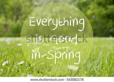 Gras Meadow, Daisy Flowers, Quote Everything Is Good In Spring