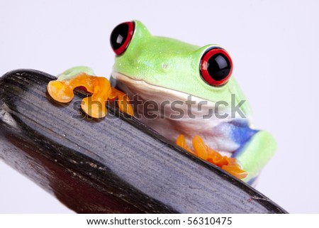 Green frog based on white background with rock