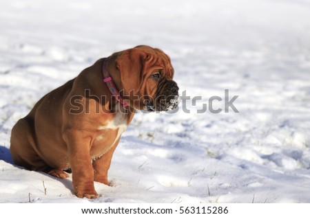 Dogue de Bordeaux - Puppy - Winter Snow games