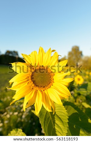 Picture of sunflower against blurred background of sunflower farm