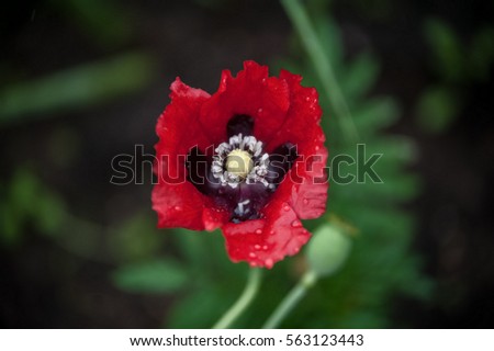 red poppy under natural conditions