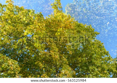 Double exposure of tall green trees overlaying each other against blue sky