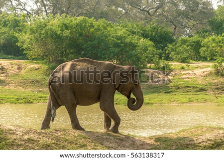 Sri Lanka: wild elephant in the drinking place of Yala National Park 