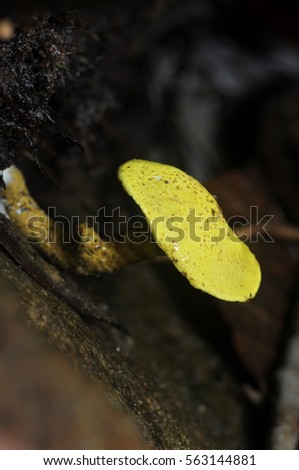 Wild yellow mushroom in the tropical jungle (Selective focusing)