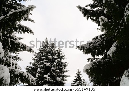 bottom view of the snowy trees and the sky in city Park in winter