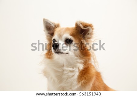 Brown chihuahua on isolated background