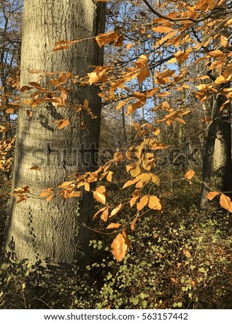 Tree with colored leaves