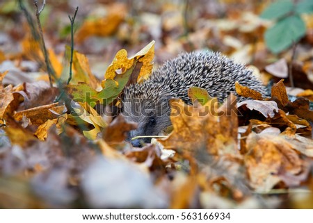 West European hedgehog, Erinaceus europaeus in autumn forest among orange colored, fallen leaves, late autumn, Czech republic. Hedgehog and fallen leaves. Common Hedgehog in typical environment.