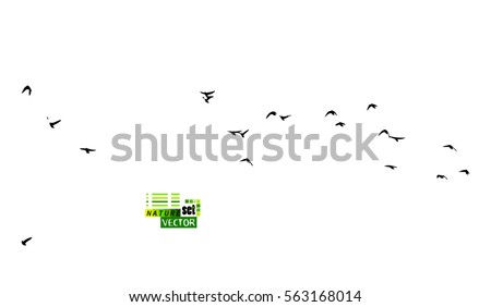 A flock of flying birds. Vector