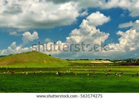 The summer grasslands of cattle and sheep of Wulanbutong.The photo was taken in Hexigten Banner Chifeng city of  the Nei Monggol Autonomous Region,China.