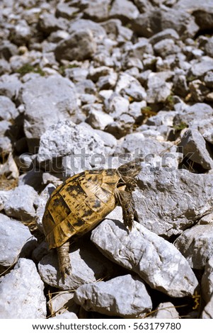 Land turtle crawling on rocks in the wild on a sunny day.