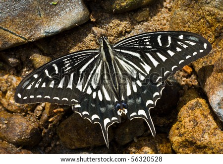 A close up of the butterfly swallowtail (Papilio xuthus).