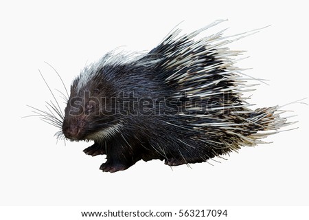 Cute Malayan porcupine, Himalayan porcupine, Large porcupine (Hystrix brachyur) isolated on white background 