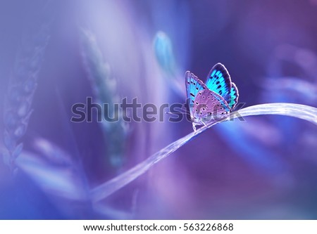 Beautiful blue butterfly on blade of grass in nature with a soft focus on blurred purple background beautiful bokeh. Magic dreamy artistic image for wallpaper template background design card
