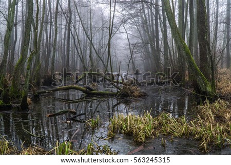 Swedish winter in the forest swamps Royalty-Free Stock Photo #563245315