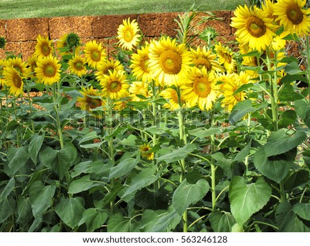 Sunflowers planted is a row in front of wall stone with sunlight of the day