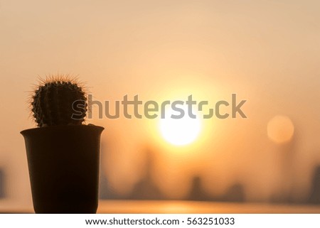 Close up a cactus under sunset.